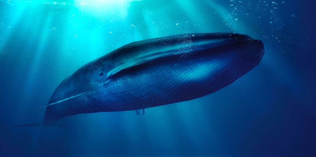 Quais são os dez maiores animais marinhos do mundo?