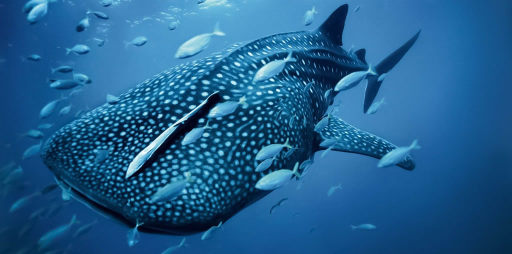 Quais são os dez maiores animais marinhos do mundo?