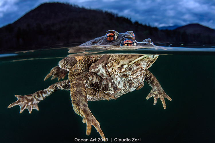 Vencedores do Ocean Art Underwater Photo Contest 2019 - OceanHub