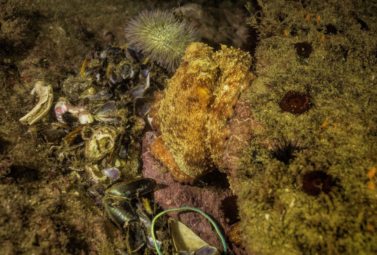 Mergulho pela Baía de Guanabara revela animais marinhos raros